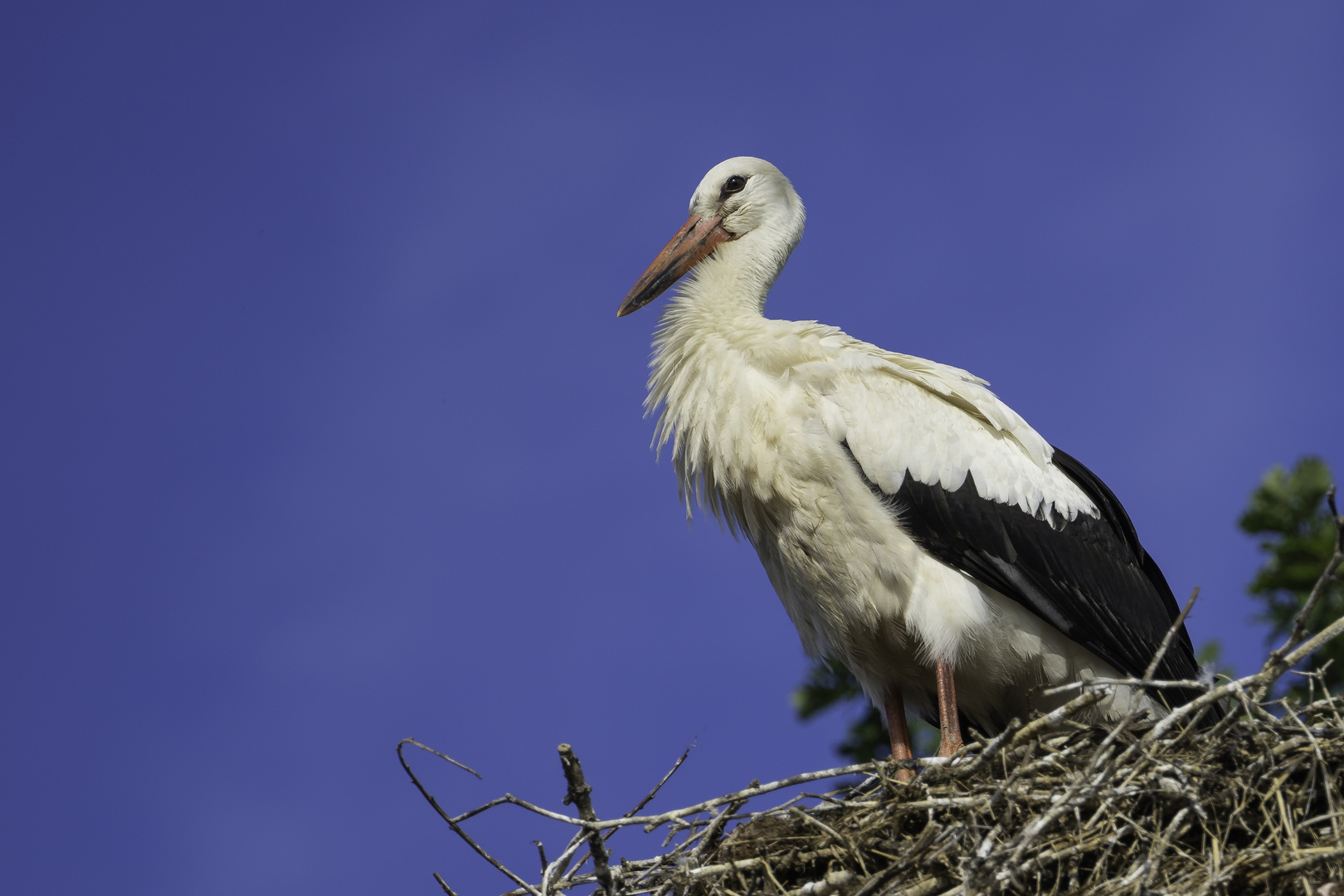 Storch 