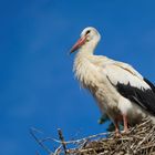 Storch 