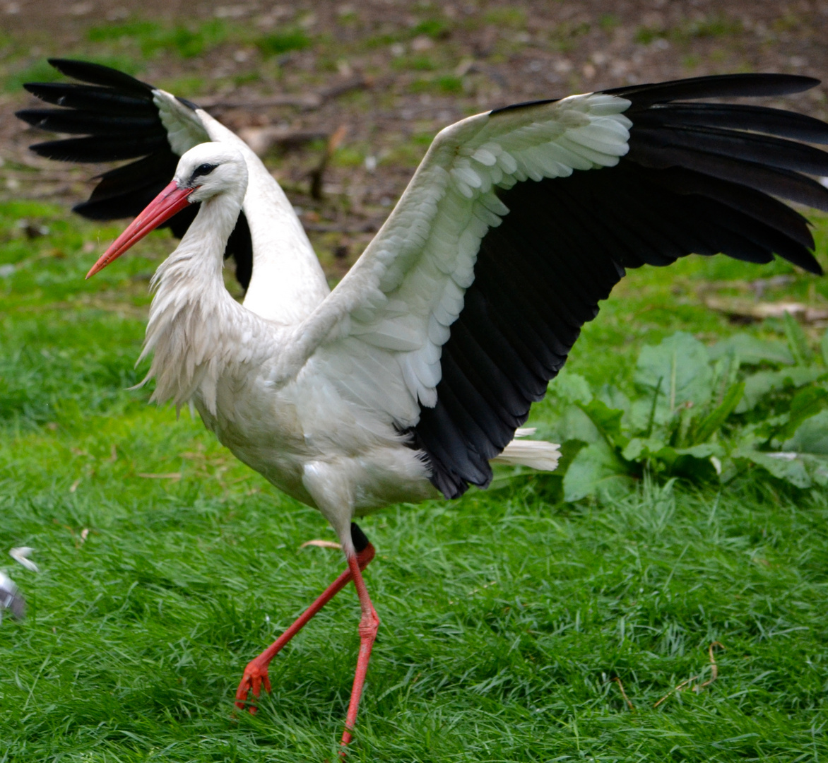 Storch