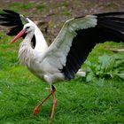 Storch