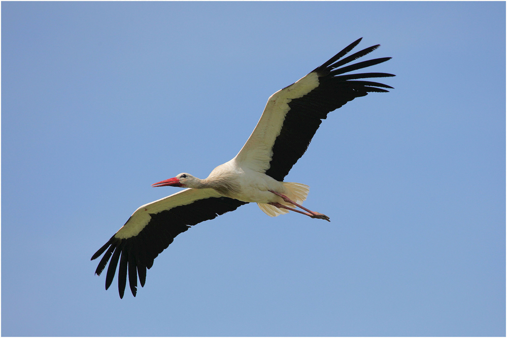 Storch 01