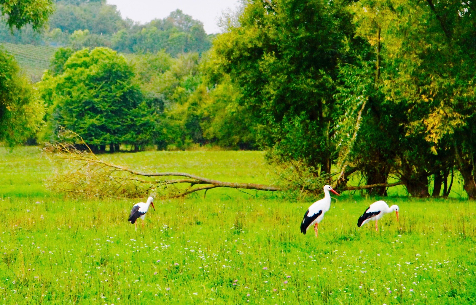 Storch