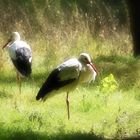 Storch