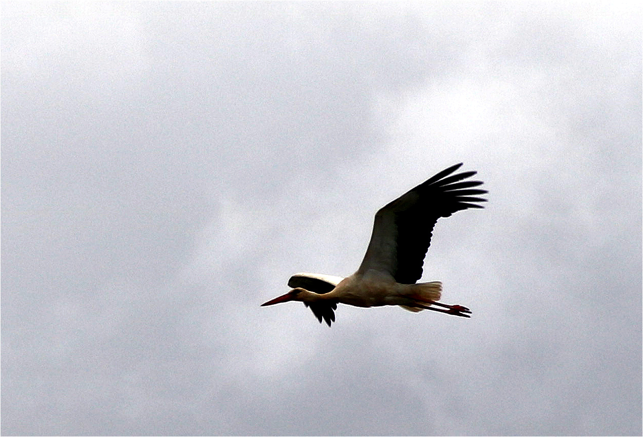 Storch