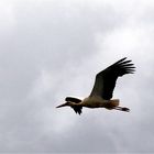 Storch