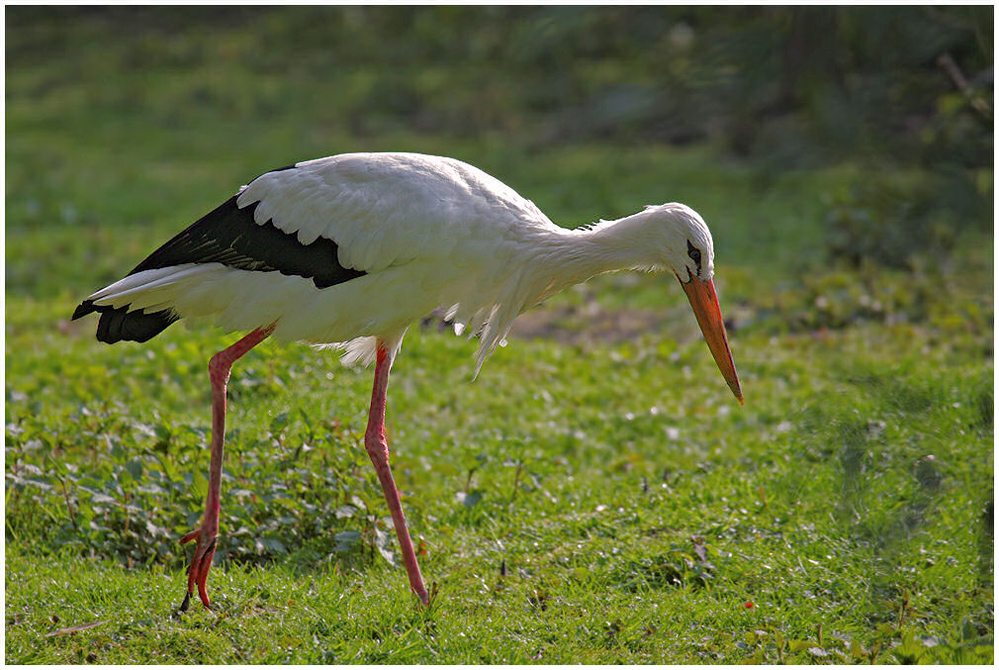 Storch 03