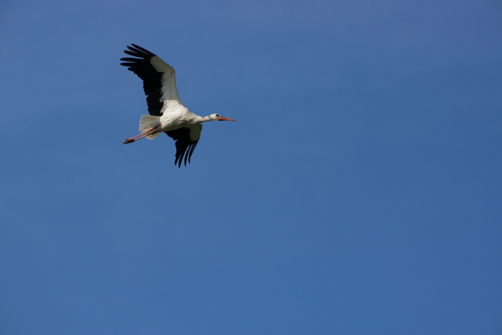 Storch