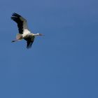 Storch