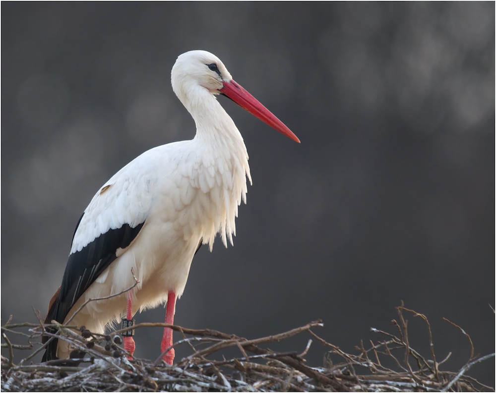 Storch 03/10