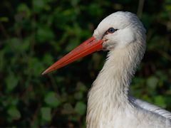 Storch