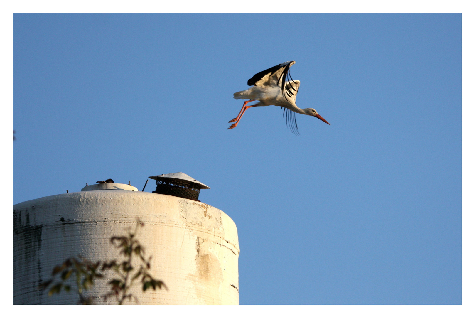 Storch