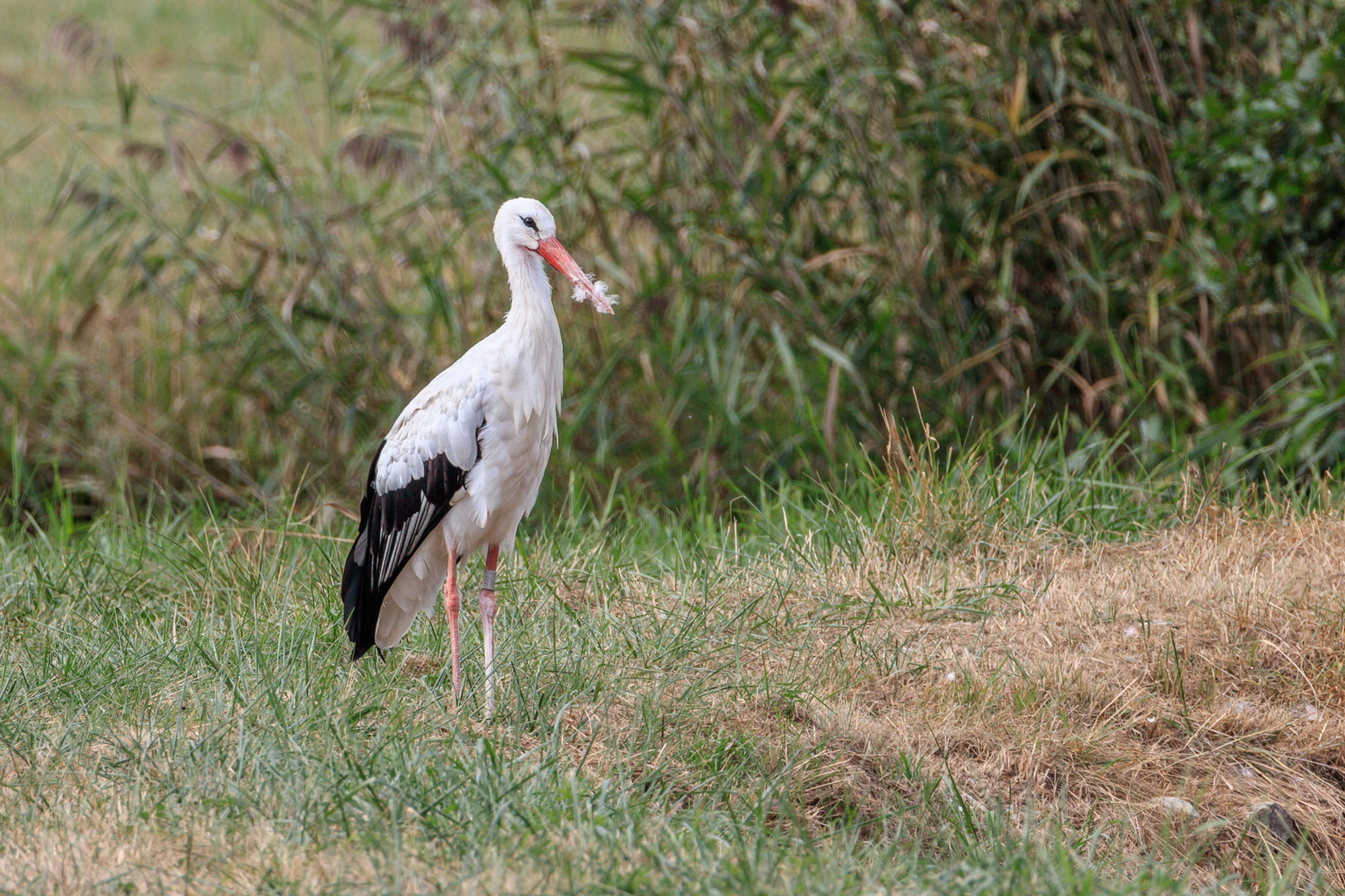 Storch-0403-2