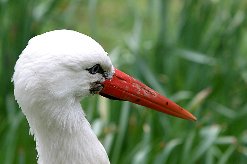 Storch