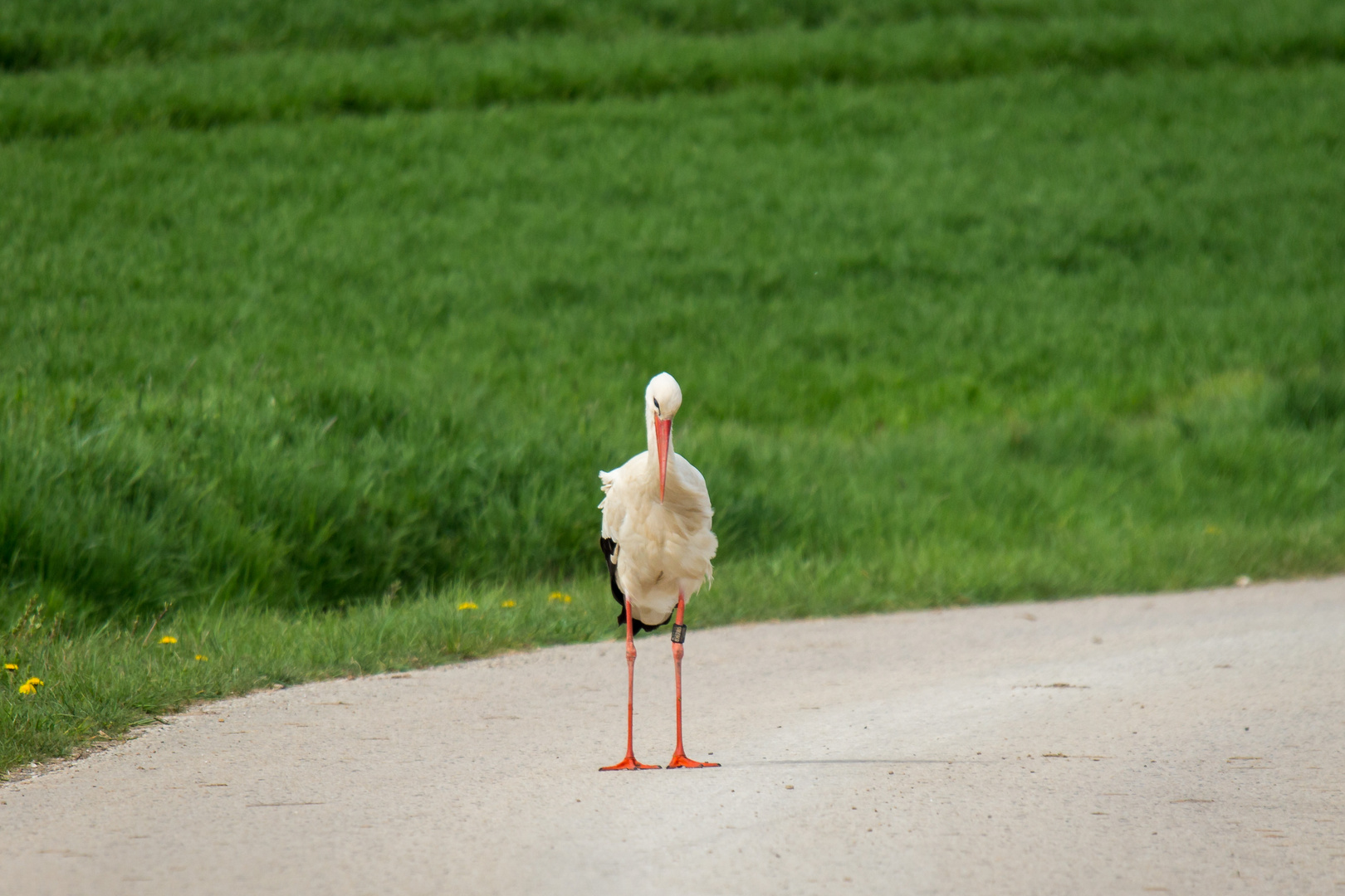 storch