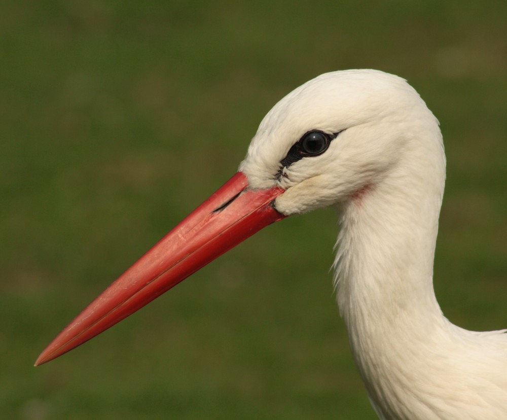 Storch