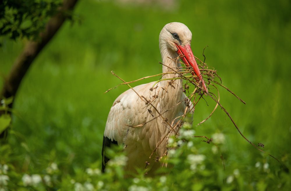 Storch