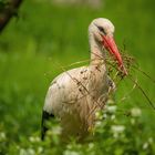 Storch