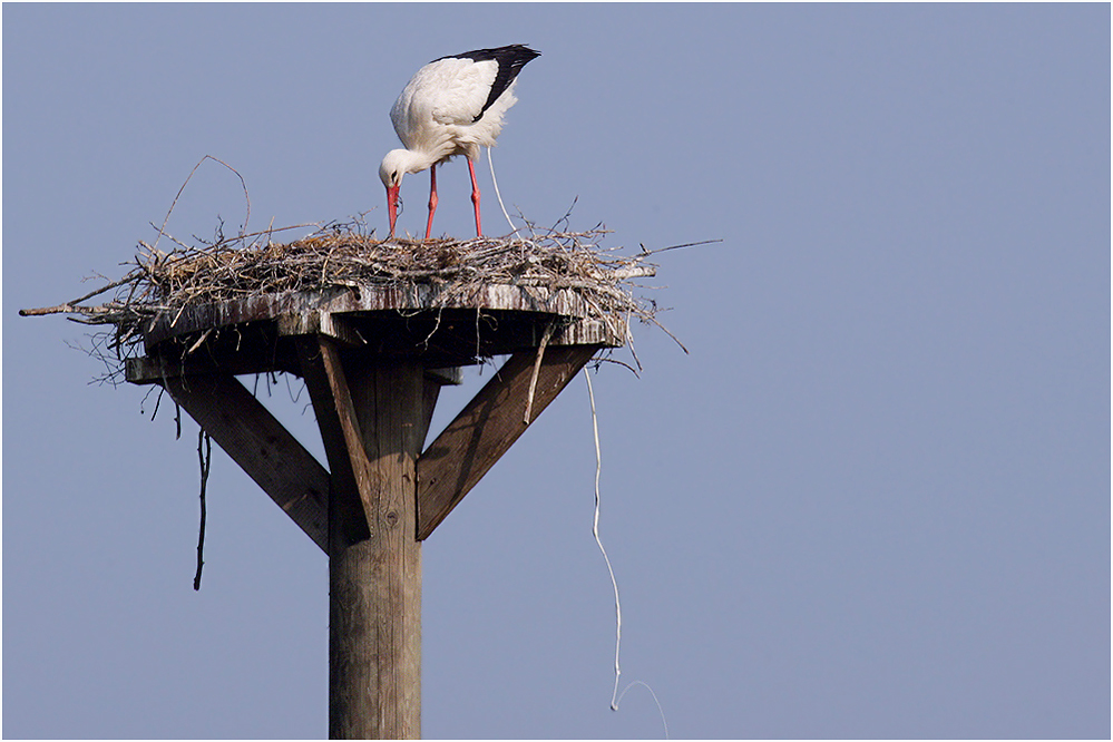 Storch 05 mit......