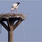 Storch 05 mit......