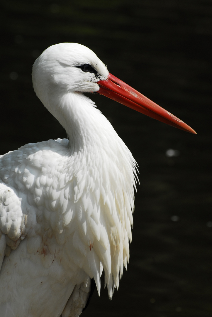 Storch