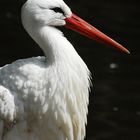 Storch