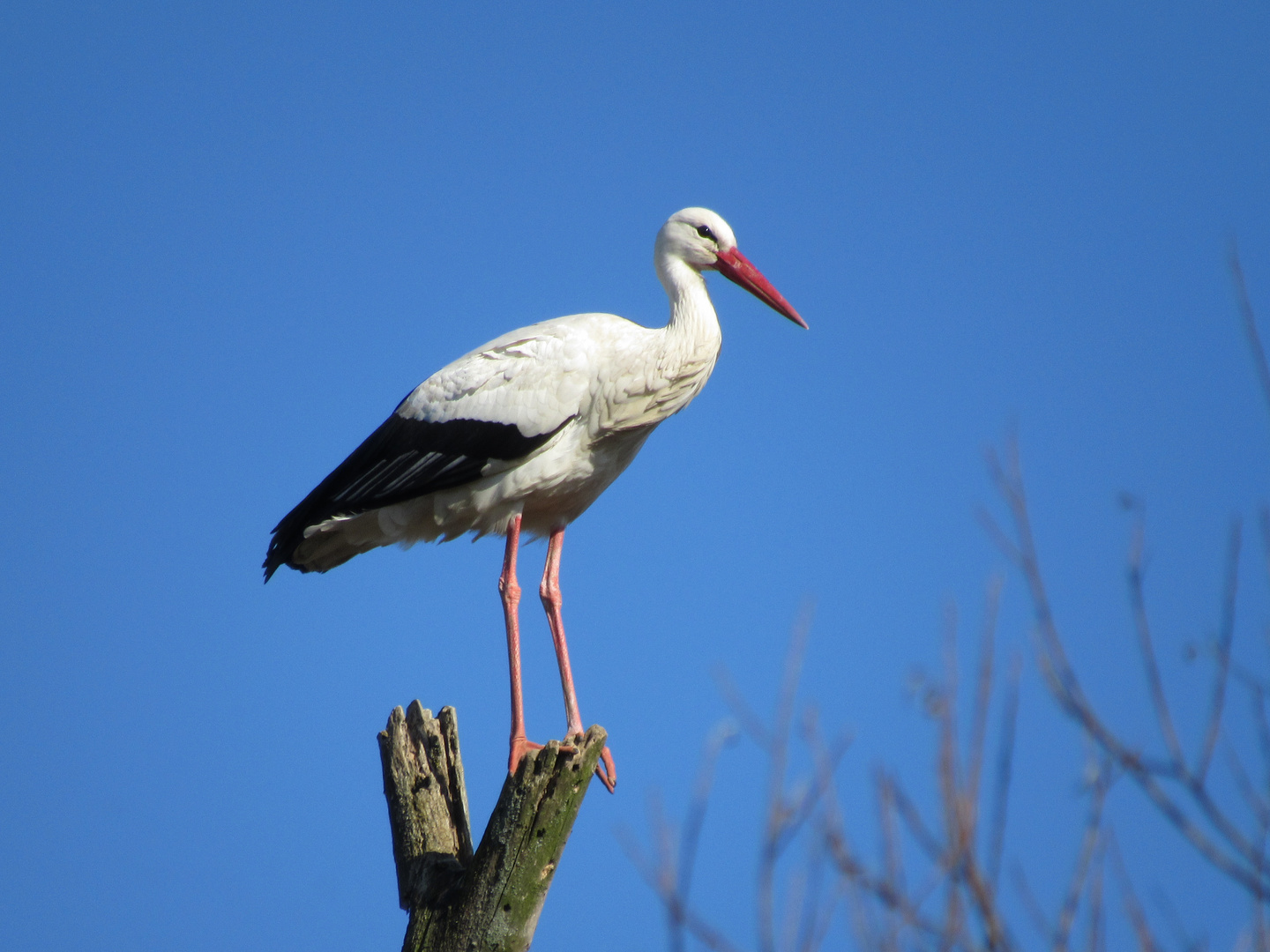 Storch