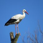 Storch