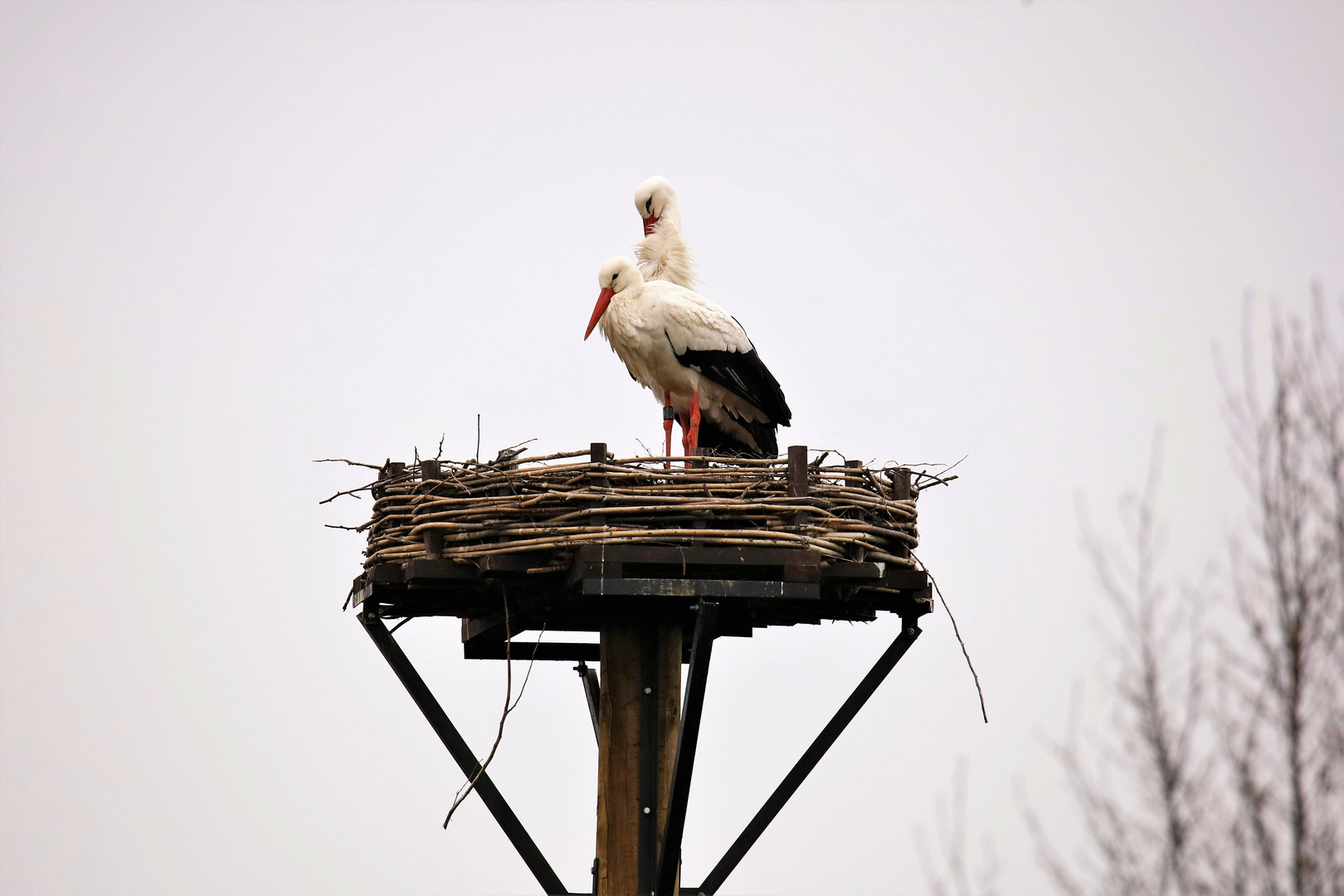 Storch