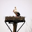 Storch