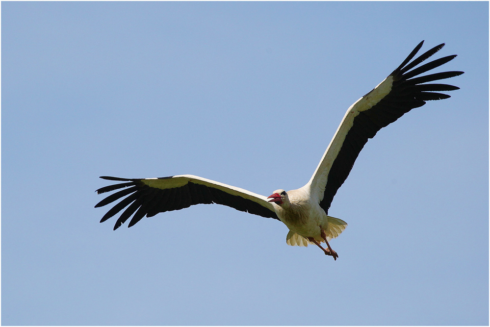 Storch 06