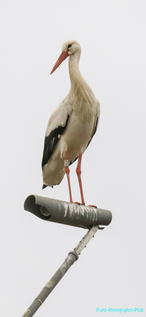 Storch