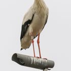 Storch