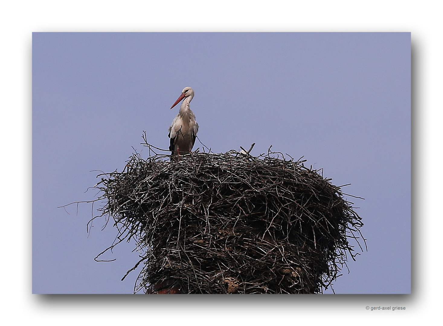 Storch # 0697