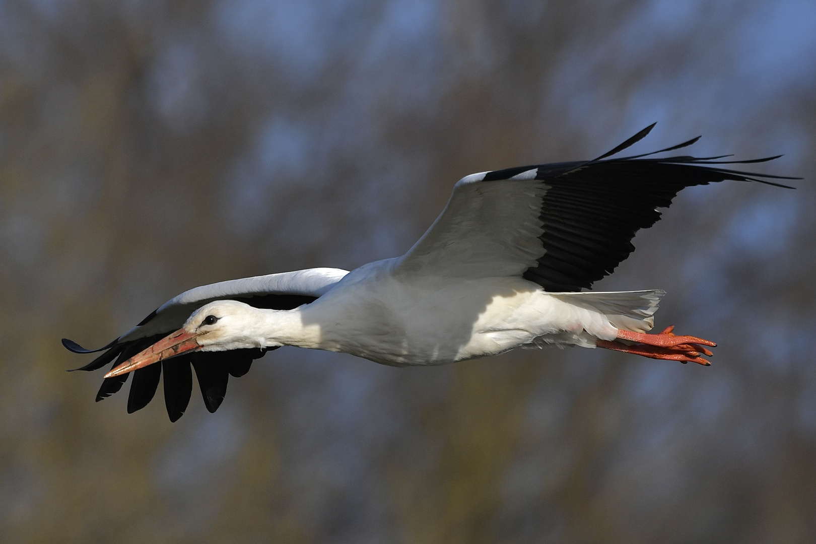 Storch