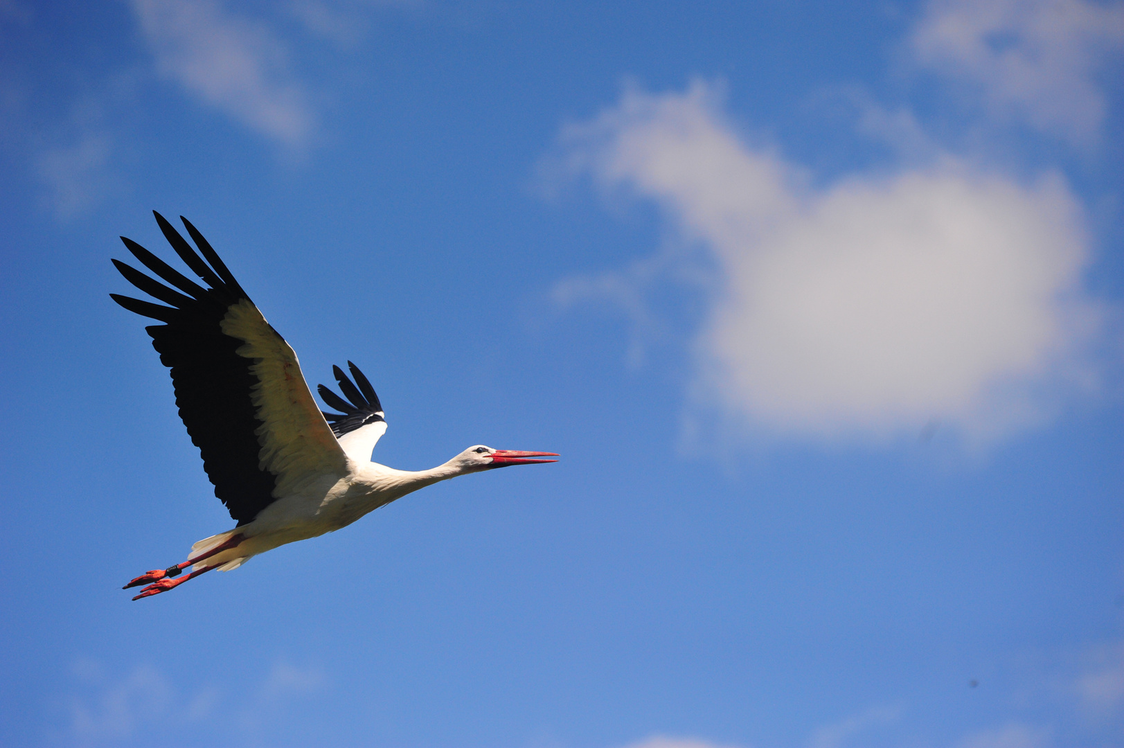 Storch 07