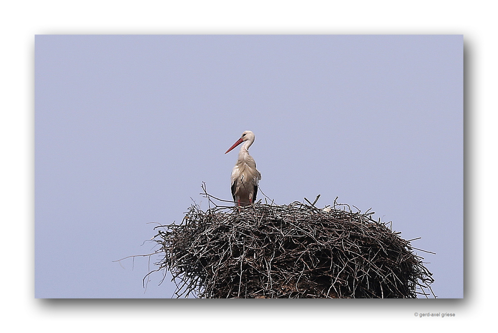 Storch # 0702