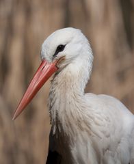 Storch