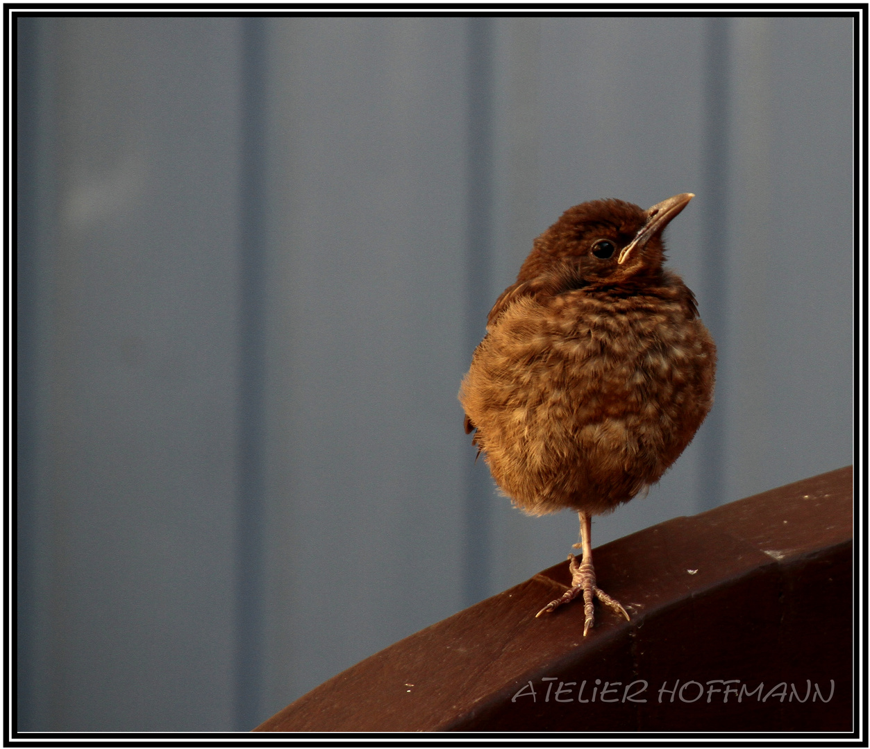 Storch...;-)