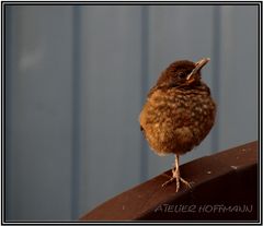 Storch...;-)