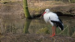 Storch