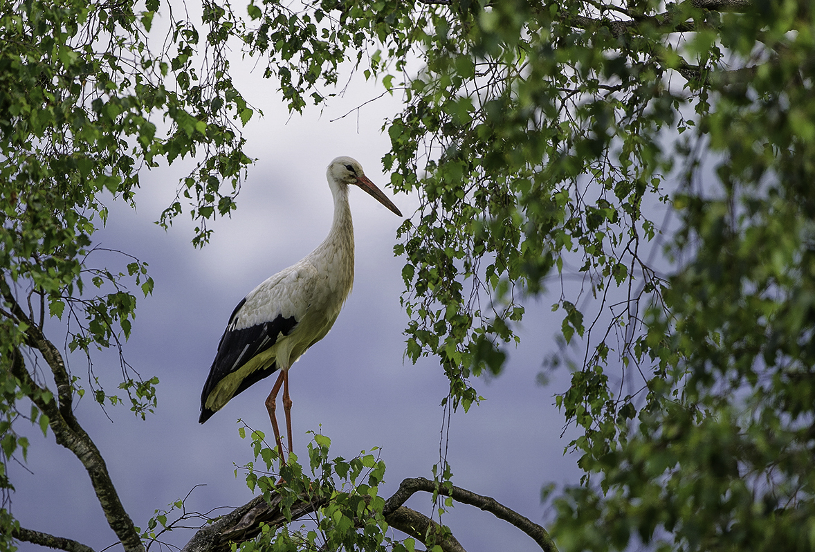 Storch