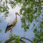 Storch