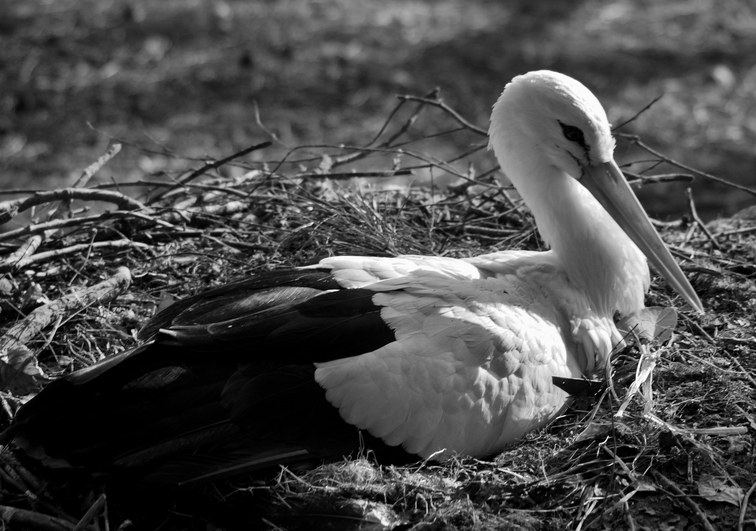 Storch