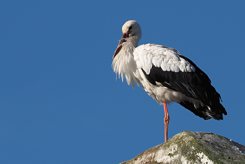 Storch...