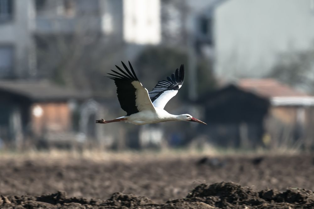 Storch