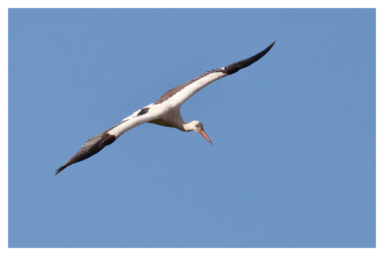 Storch