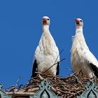 Storch