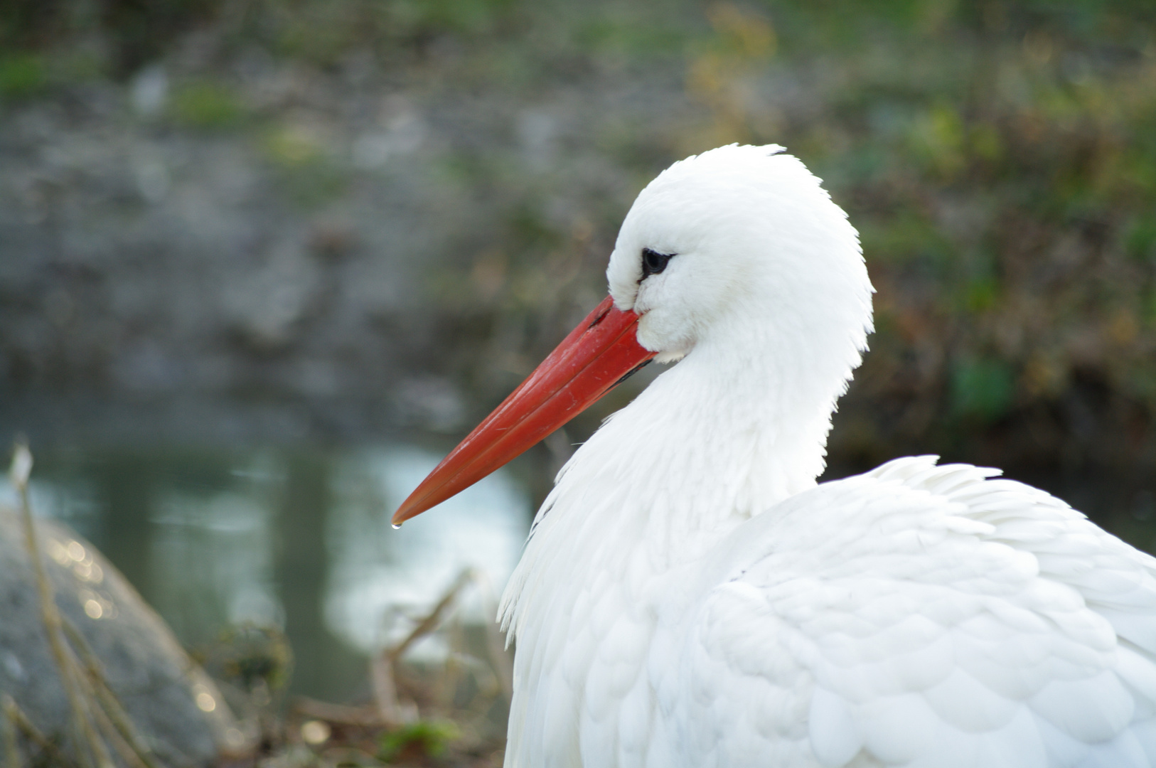 Storch