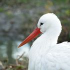 Storch