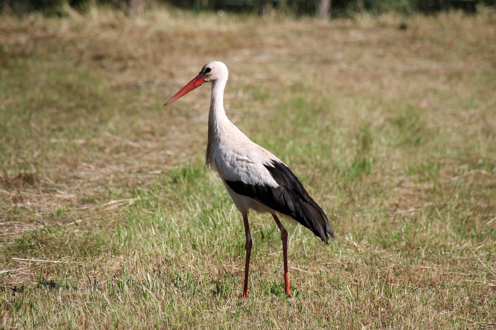 Storch Foto Bild Fotos Natur Landschaft Bilder Auf Fotocommunity